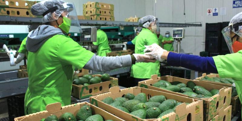 Requisitos clave para exportar aguacate Hass guatemalteco a los Estados Unidos