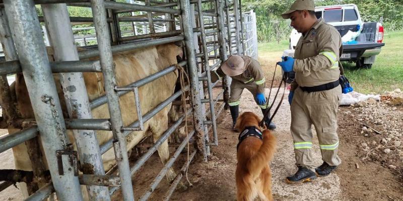 Se garantiza sanidad y calidad del ganado guatemalteco exportado a México