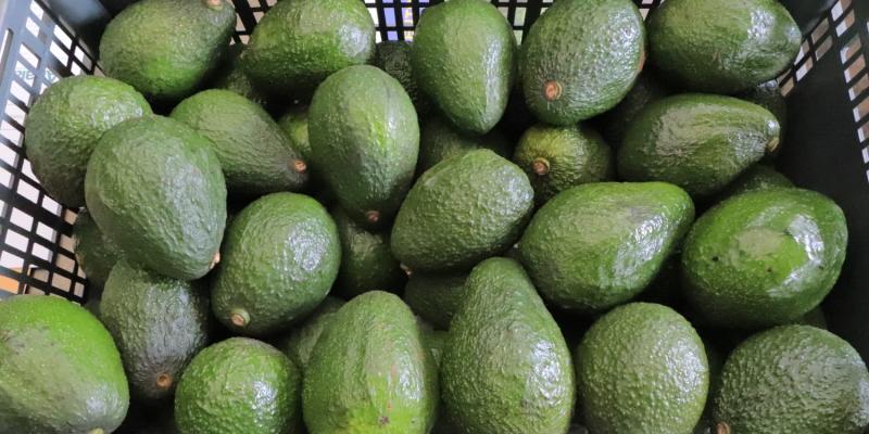 Se impulsa admisibilidad del aguacate Hass para exportación a otros países