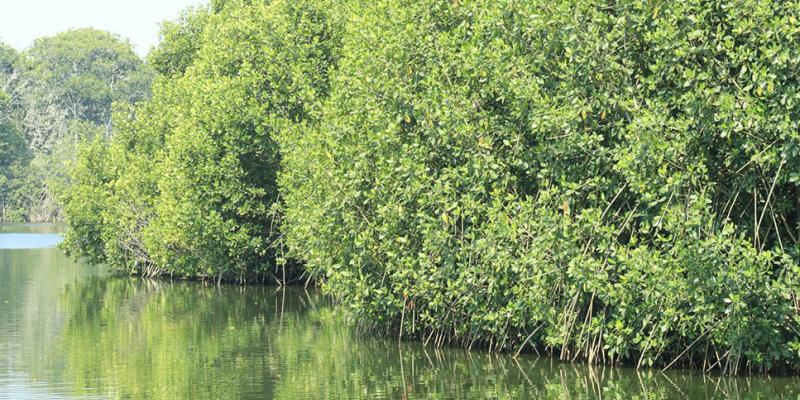 Un ecosistema que almacena CO2