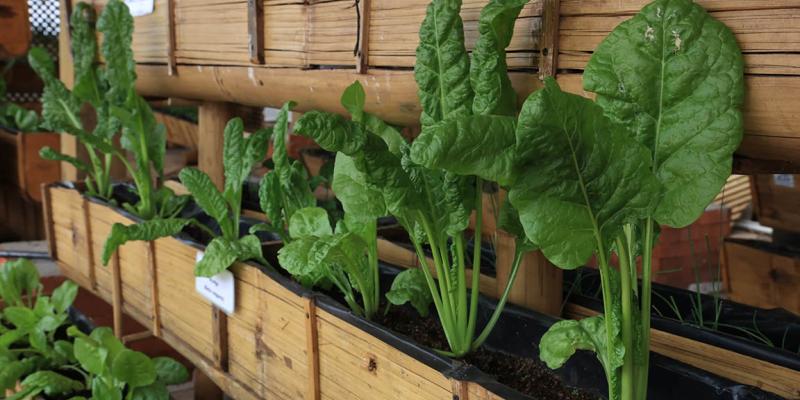 Una hortaliza con mucha vitamina: la acelga