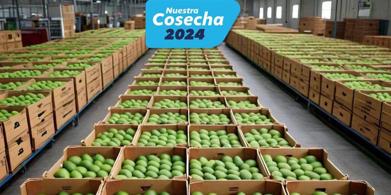 Abriendo mercados: Aguacate Hass hacia EE. UU.  