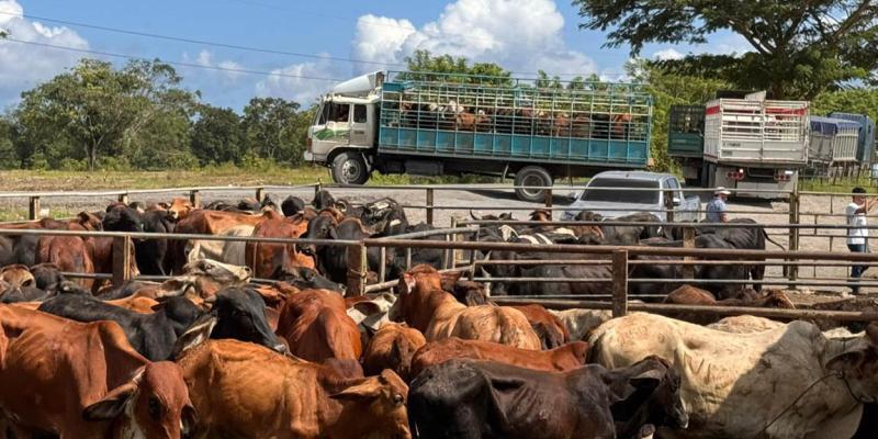 Acciones preventivas permiten detectar casos de Gusano Barrenador del Ganado