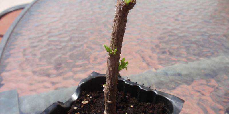 Aprenda qué es un esqueje