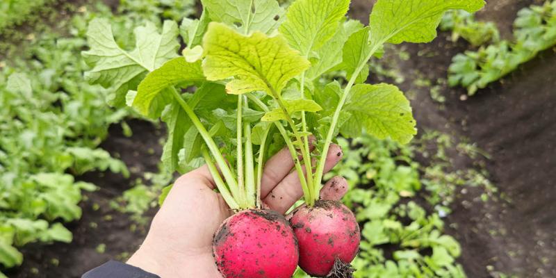 Brindan Asistencia para mejorar la producción de huerto en Poptún