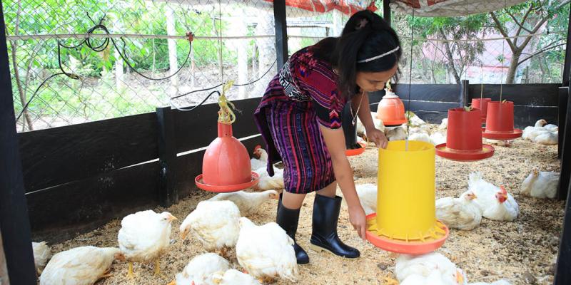 Conozca un poco acerca de la crianza de pollos de engorde 