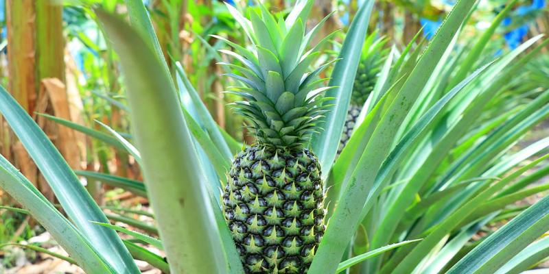 Consumir piña beneficia la salud de la piel
