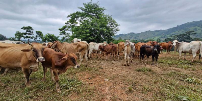 Control del Gusano Barrenador del Ganado: 87.72 % de los casos recuperados