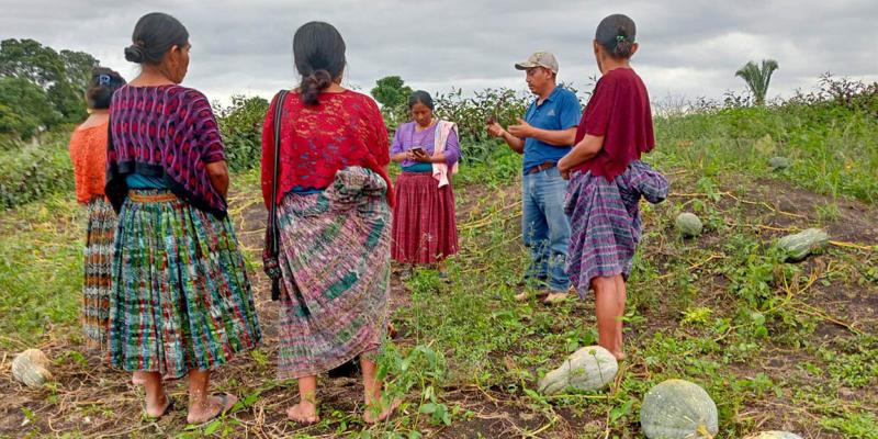 Cosechan frutos de huertos comunitarios en Sayaxché
