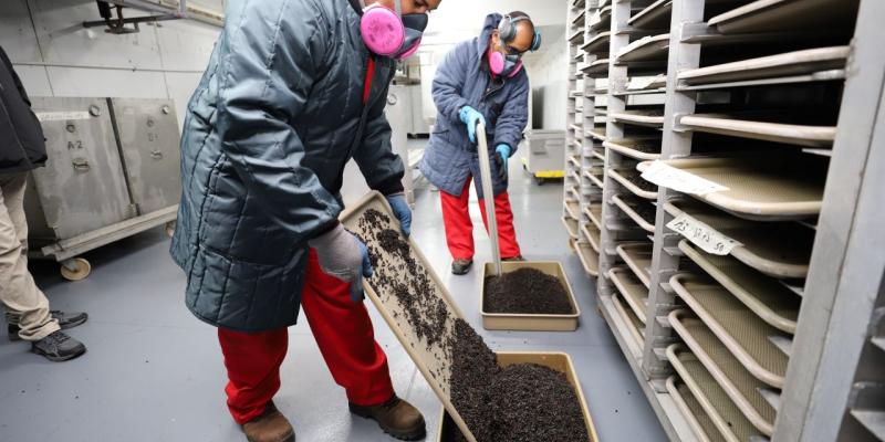 Dispersan alrededor de 37 millones de moscas estériles del Gusano Barrenador del Ganado