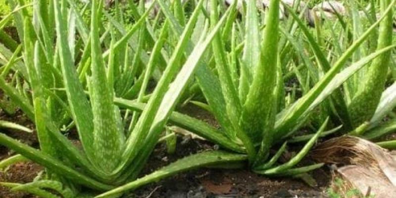El aloe vera o sábila, una planta muy apreciada