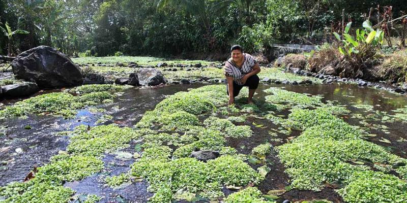 El berro es una hortaliza acuática