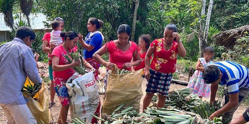 Entregan hijuelos de piña en Melchor de Mencos