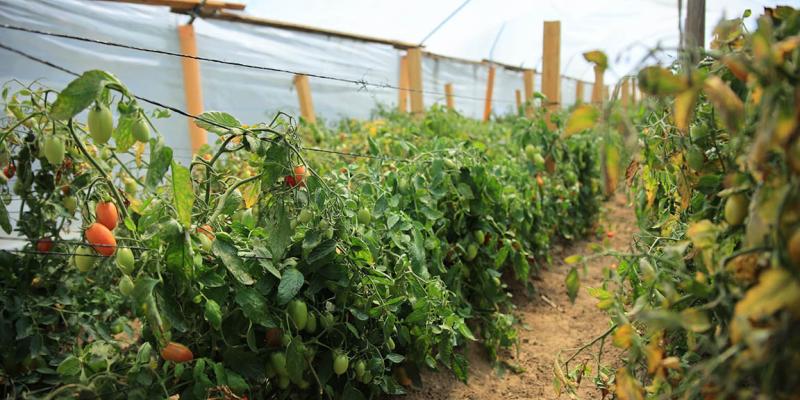 Estos son los beneficios de los invernaderos