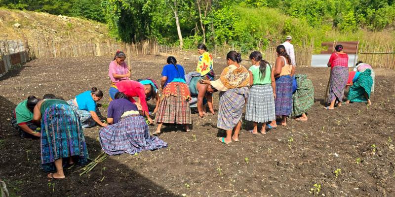 Impulsan producción de chile pimiento en Sayaxché