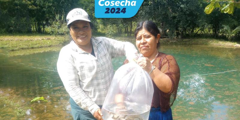 Incrementamos en 64% la producción de alevines