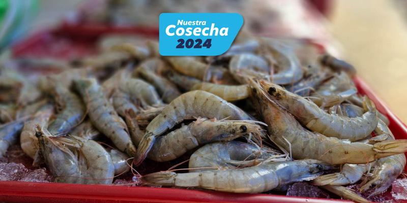 Incremento del 68% en exportaciones de camarón gracias al certificado digital