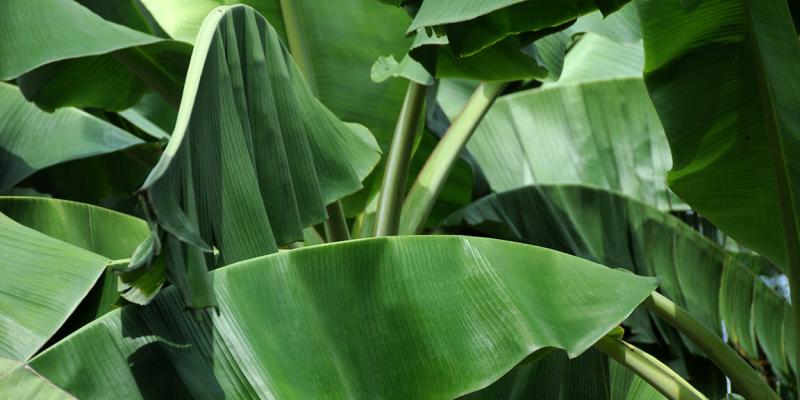 La hoja de plátano, ingrediente básico para elaborar los tamales