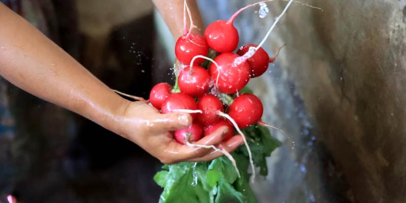Los beneficios de consumir el rábano 
