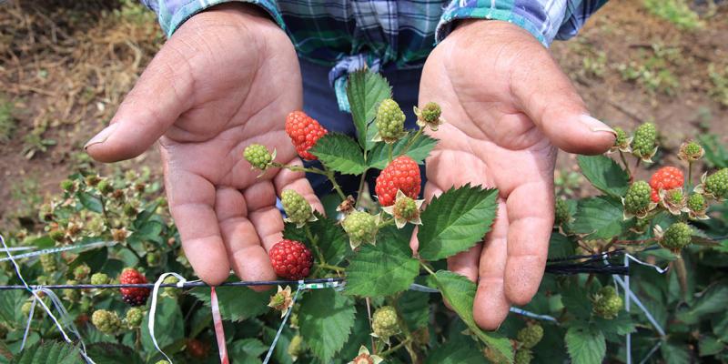Los beneficios de la mora 