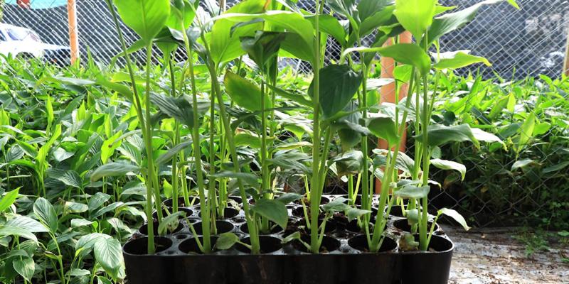 Los pilones de hortalizas permiten optimizar recursos