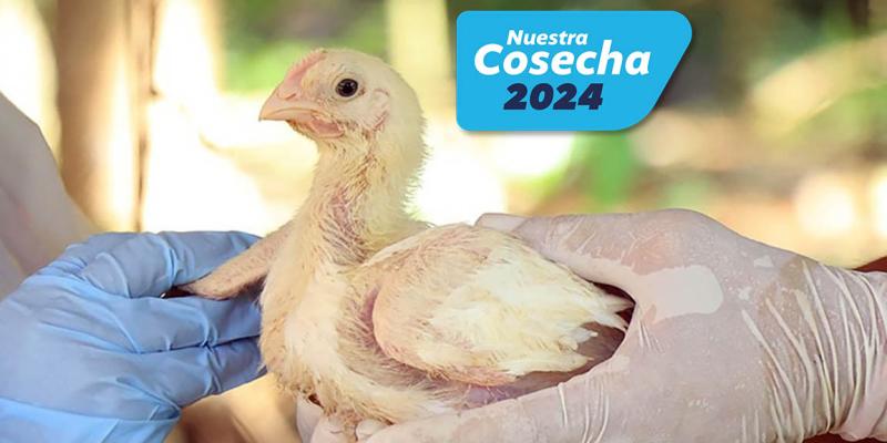 Sanidad animal: Más de 329,000 aves de traspatio vacunadas