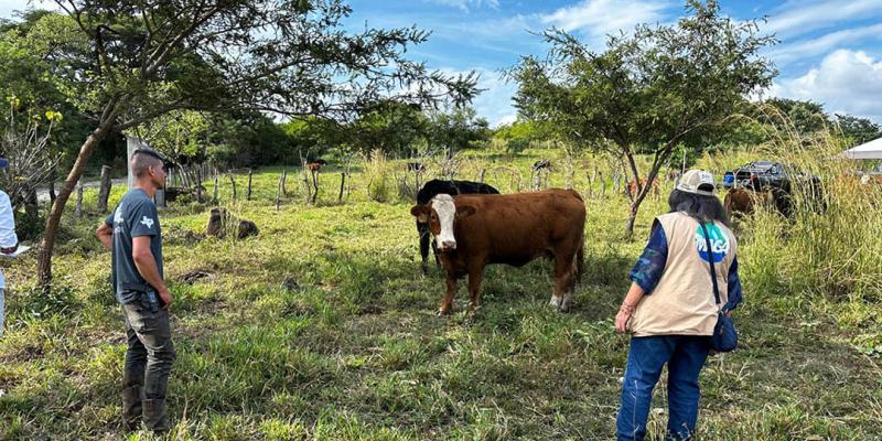 Peritajes zootécnicos son clave para la mejora genética y competitividad ganadera 