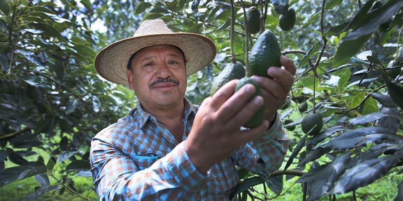 Productores de aguacate Hass serán capacitados para optimizar su competitividad