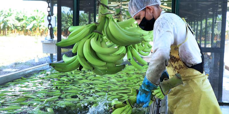 Una fruta rica en potasio 