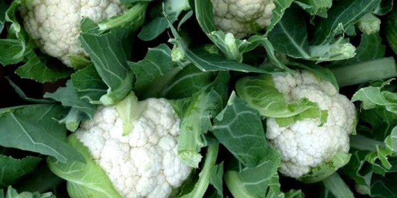 Una hortaliza con alto contenido de antioxidantes 