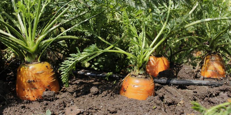 ¿Por qué consumir alimentos con antioxidantes?