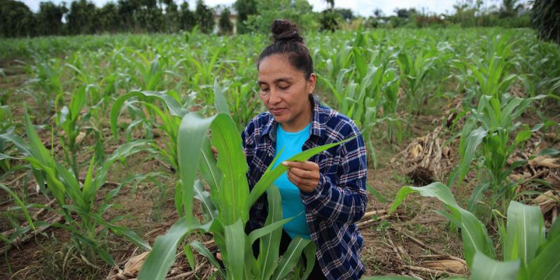 ¿Qué entidades podrán entregar el Crédito Tobanik?