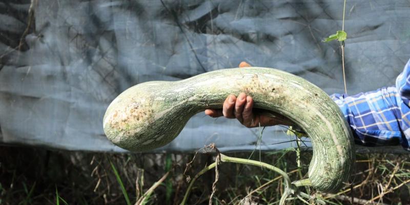 Conozca un poco más del ayote