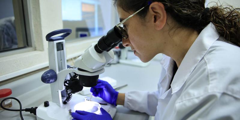 Acciones implementadas mantienen control del Gusano Barrenador del Ganado