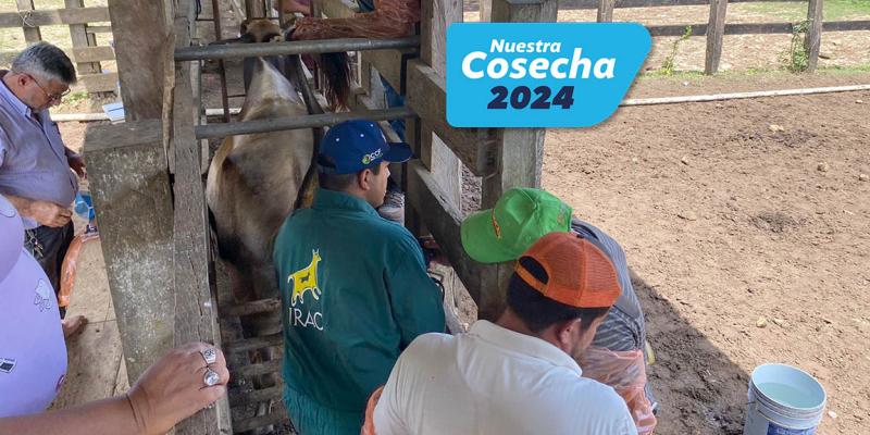 Asistencia técnica bovina a brigadas pecuarias en Petén