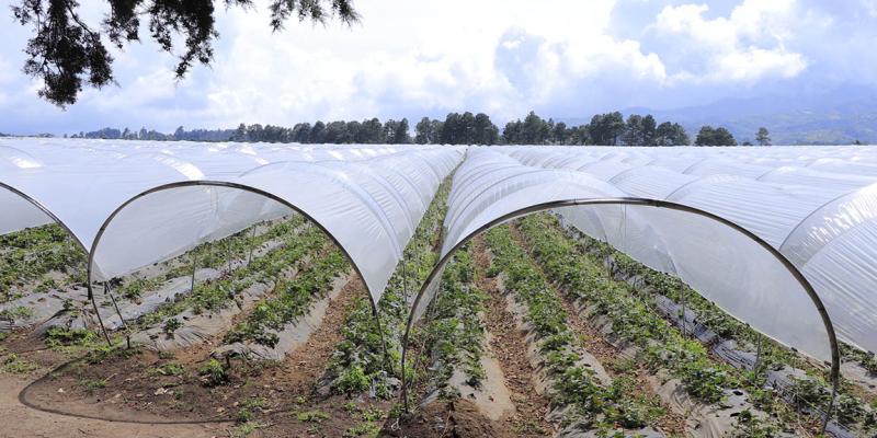 Barreras rompe vientos para protección de los cultivos