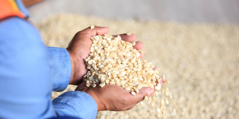 Beneficios del maíz