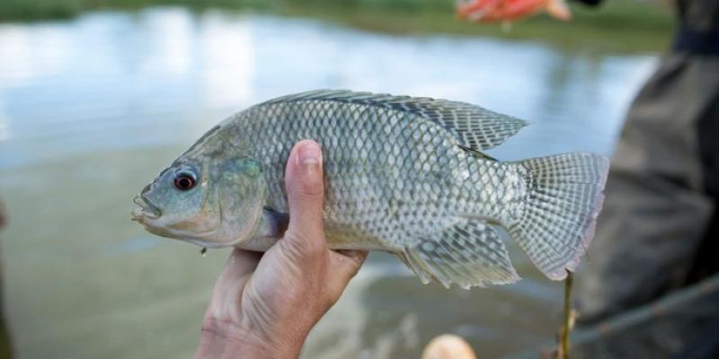 Brindamos alimento adecuado para la producción de tilapia
