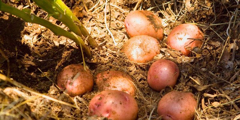Conozca la papa loman roja