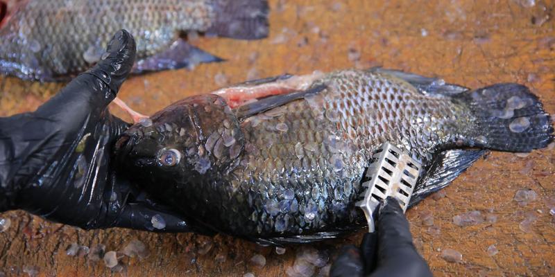 Conozca que es la proteína animal y sus beneficios