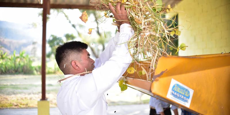 Conozca qué es el trillado del frijol