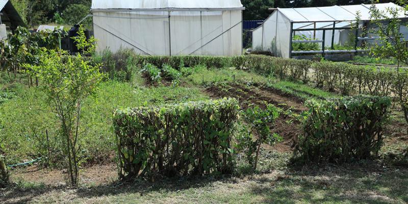Conozca qué son las barreras vivas