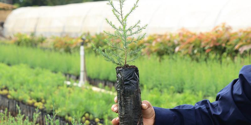 Conozca qué son las cadenas de valor agroforestal