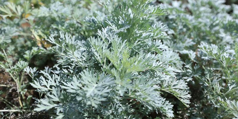 Conozca una planta desparasitante cuyo cultivo empieza a crecer en el país