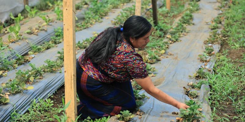 Crédito Tob’anik: Q500 millones disponibles para fortalecer la producción agrícola