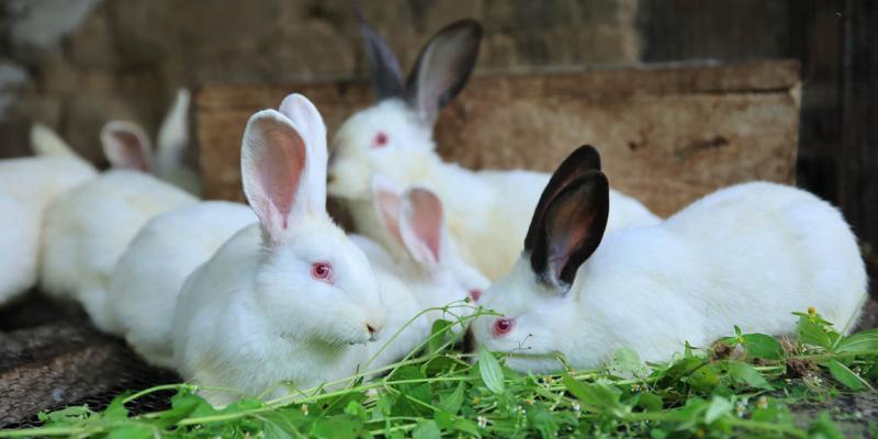 Crece el consumo de carne de conejo