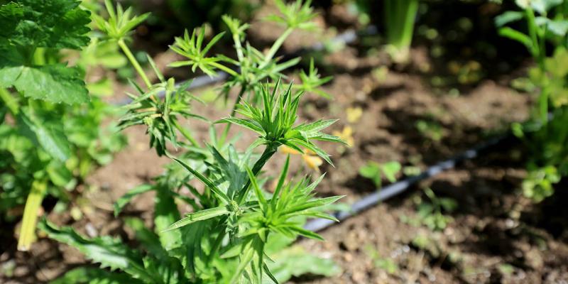 El culantro de monte