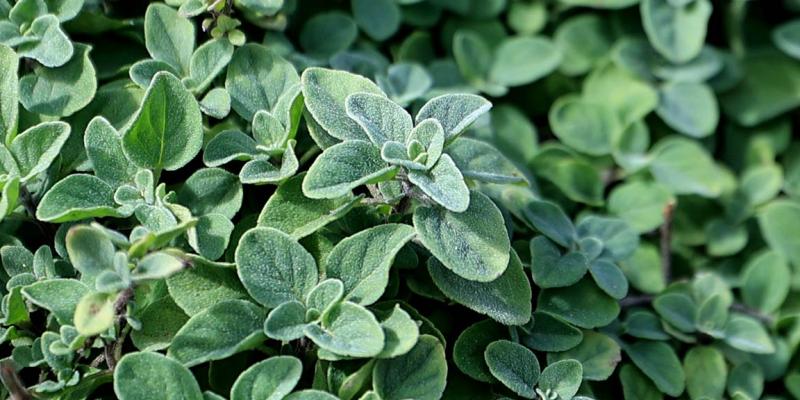 El cultivo de orégano crece en el país