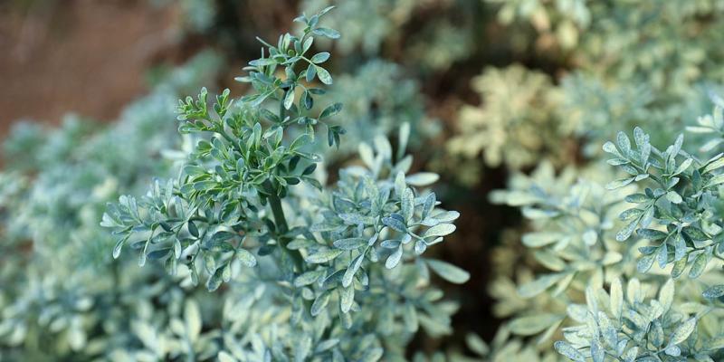 El cultivo de ruda en Guatemala