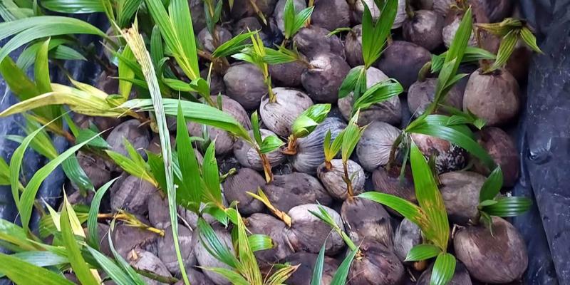 El cultivo del coco en Guatemala